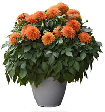 Load image into Gallery viewer, Dahlia Dalaya Apricot Red Eye
