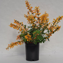 Load image into Gallery viewer, Agastache Sunrise Orange
