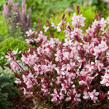 Load image into Gallery viewer, Gaura Belleza Compact Light Pink
