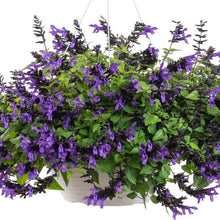 Load image into Gallery viewer, Salvia Bodacious Hummingbird Falls Blue
