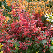 Load image into Gallery viewer, Agastache Sunrise Red
