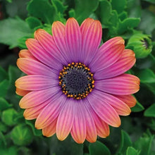 Load image into Gallery viewer, Osteospermum Zion Copper Amethyst
