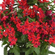 Load image into Gallery viewer, Cuphea Sweet Talk Red
