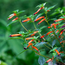 Load image into Gallery viewer, Cuphea CherryBells

