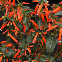 Load image into Gallery viewer, Cuphea CherryBells
