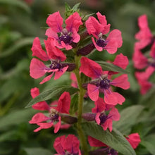 Load image into Gallery viewer, Cuphea Sweet Talk Pink
