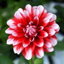 Load image into Gallery viewer, Dahlia Venti Red White
