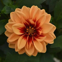 Load image into Gallery viewer, Dahlia Dalaya Apricot Red Eye
