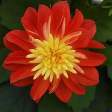 Load image into Gallery viewer, Dahlia Dalaya Fireball
