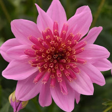 Load image into Gallery viewer, Dahlia Venti PinkBurst
