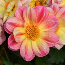 Load image into Gallery viewer, Dahlia Dalaya Pink Lemon
