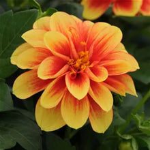 Load image into Gallery viewer, Dahlia Dalaya Yellow Red Eye
