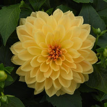 Load image into Gallery viewer, Dahlia Venti Golden Yellow
