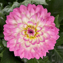 Load image into Gallery viewer, Dahlia Venti Pink White Eye
