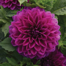 Load image into Gallery viewer, Dahlia Venti Royal Purple
