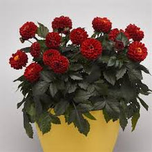 Load image into Gallery viewer, Dahlia CityLights Red
