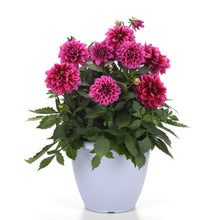 Load image into Gallery viewer, Dahlia Dalaya Cranberry
