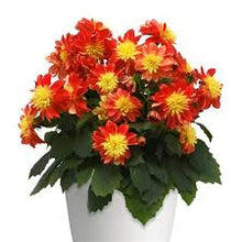 Load image into Gallery viewer, Dahlia Dalaya Fireball
