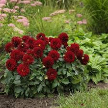 Load image into Gallery viewer, Dahlia Dalaya Red Vampire
