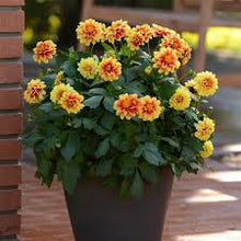 Load image into Gallery viewer, Dahlia Dalaya Yellow Red Eye
