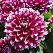 Load image into Gallery viewer, Dahlia Dalaya Purple Lace
