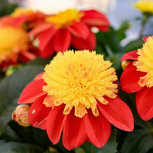Load image into Gallery viewer, Dahlia Venti FireBurst
