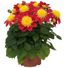 Load image into Gallery viewer, Dahlia Venti FireBurst
