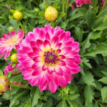 Load image into Gallery viewer, Dahlia Venti Magenta White Eye
