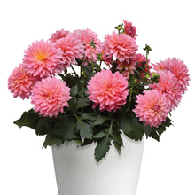 Load image into Gallery viewer, Dahlia Venti Passionfruit
