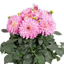 Load image into Gallery viewer, Dahlia Venti Pink White Eye
