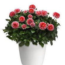 Load image into Gallery viewer, Dahlia Venti Red White

