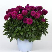 Load image into Gallery viewer, Dahlia Venti Royal Purple
