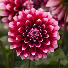 Load image into Gallery viewer, Dahlia Dalaya Purple Lace
