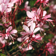 Load image into Gallery viewer, Gaura Belleza Compact Light Pink

