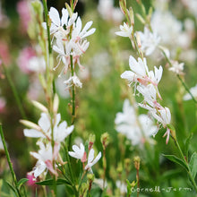 Load image into Gallery viewer, Gaura Belleza White
