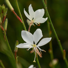 Load image into Gallery viewer, Gaura Belleza White
