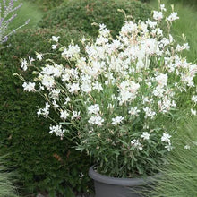 Load image into Gallery viewer, Gaura Belleza White
