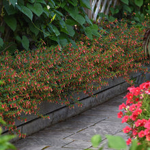 Load image into Gallery viewer, Cuphea HoneyBells
