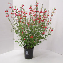 Load image into Gallery viewer, Salvia Hot Lips
