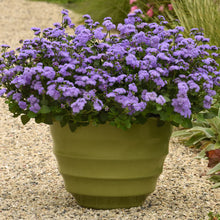 Load image into Gallery viewer, Ageratum Monarch Magic
