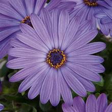 Load image into Gallery viewer, Osteospermum Zion Denim Blue

