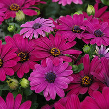 Load image into Gallery viewer, Osteospermum Serenity Dark Purple
