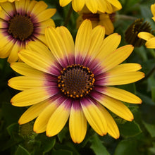 Load image into Gallery viewer, Osteospermum Zion Morning Sun
