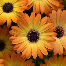 Load image into Gallery viewer, Osteospermum Sunshine Beauty
