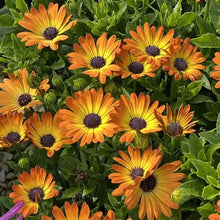 Load image into Gallery viewer, Osteospermum Sunshine Beauty
