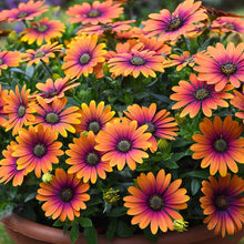 Load image into Gallery viewer, Osteospermum Zion Apricot Sun
