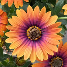 Load image into Gallery viewer, Osteospermum Zion Apricot Sun
