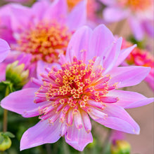 Load image into Gallery viewer, Dahlia Venti PinkBurst
