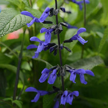 Load image into Gallery viewer, Salvia Black and Bloom
