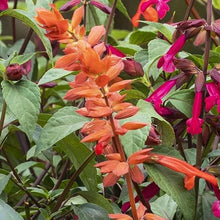Load image into Gallery viewer, Salvia Fashion Orange
